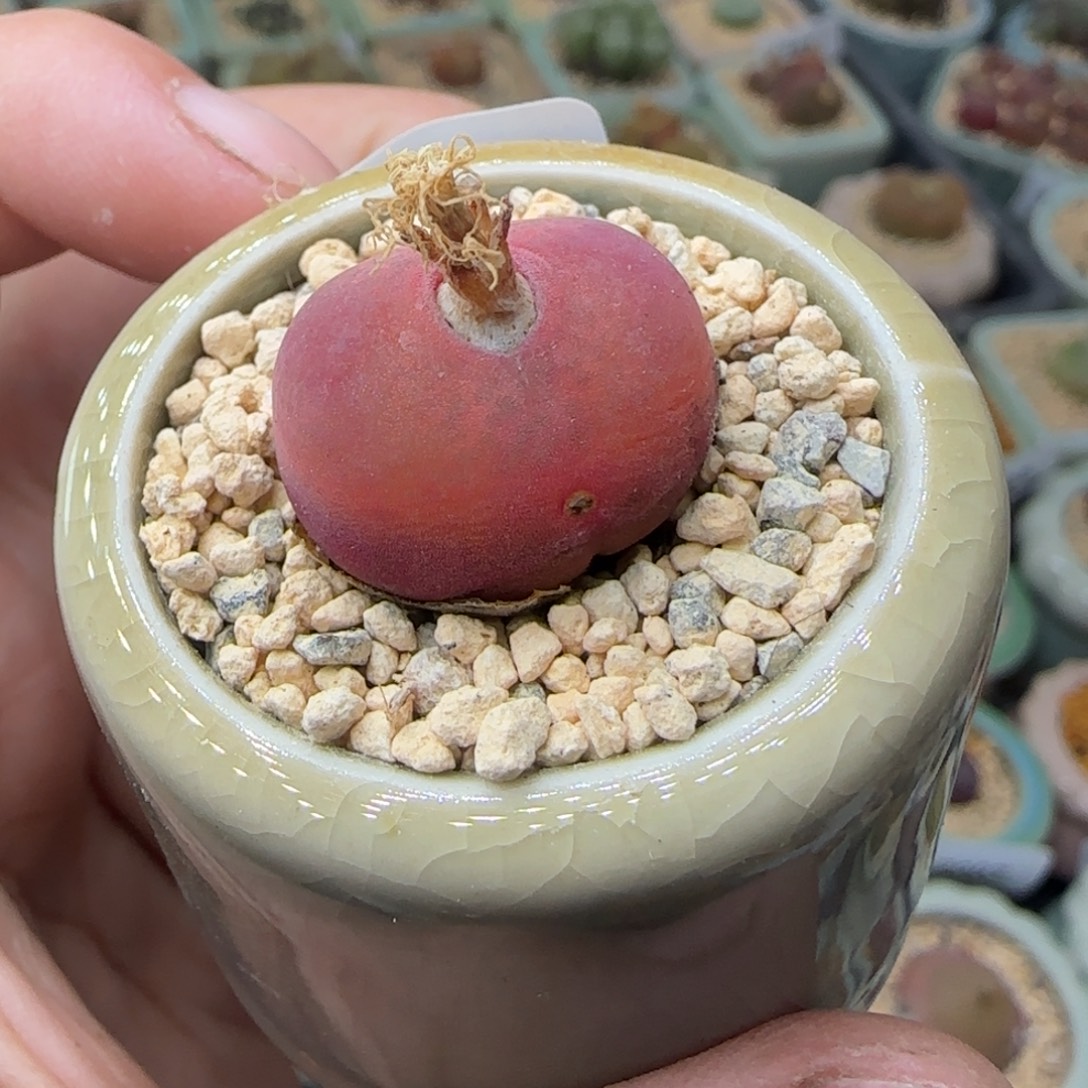 2010--一物一拍 带盆