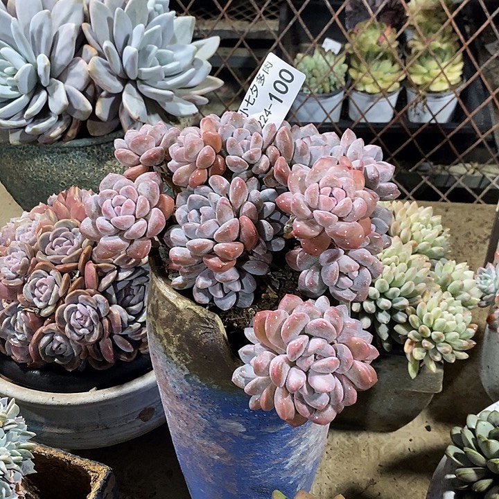 小七夕多肉桃花100