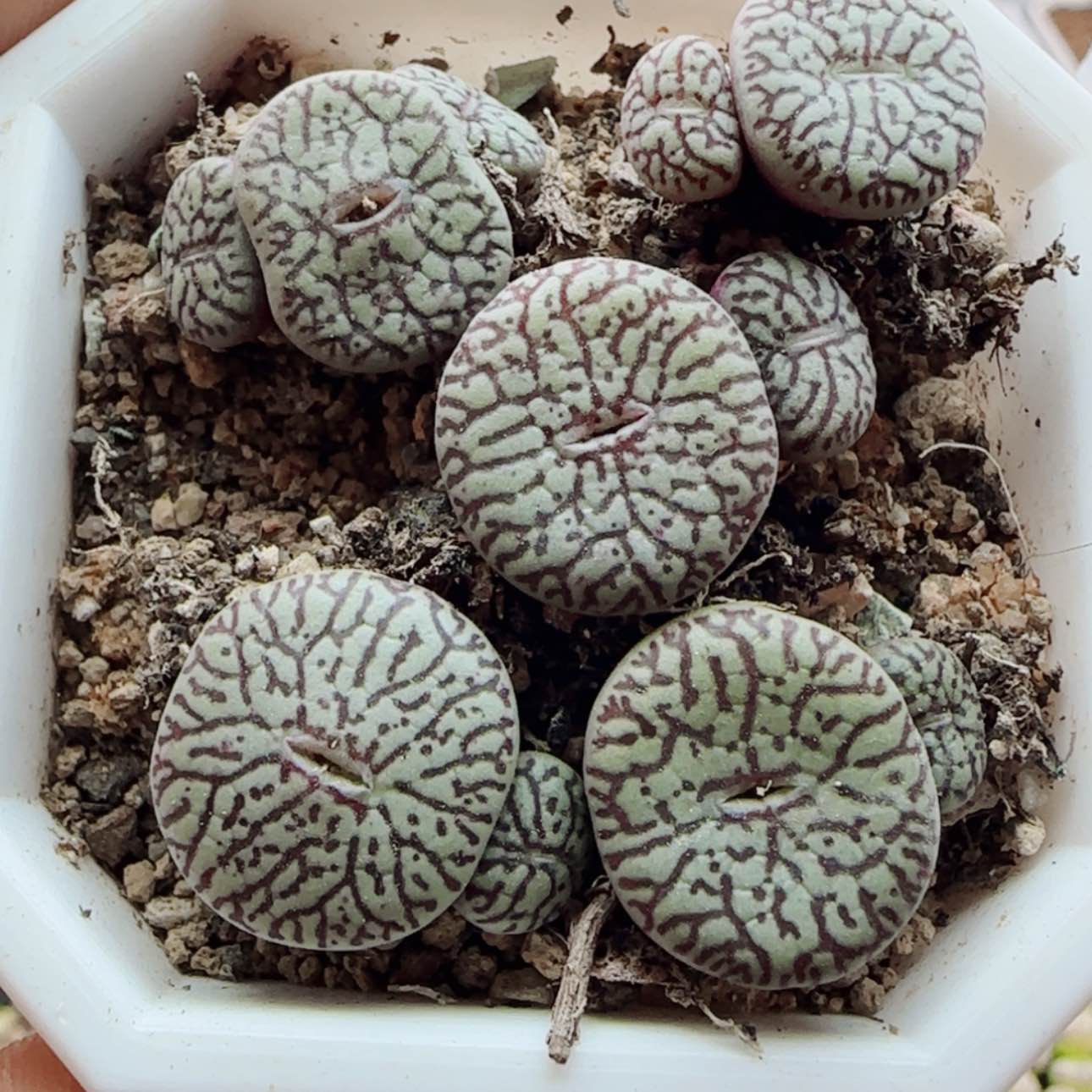 【闪购商品】19781