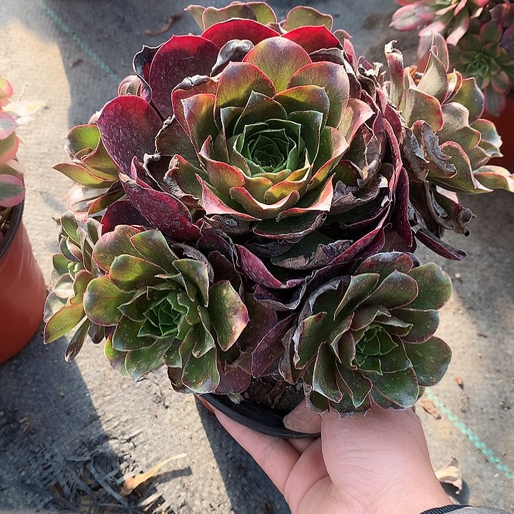 300魅金多肉zhiwu