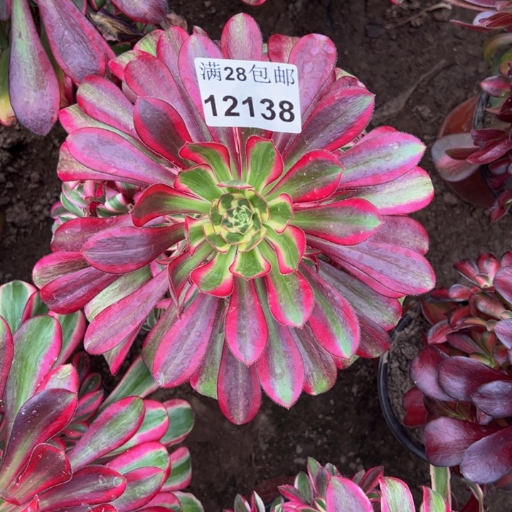 12138南冰淇淋多肉植物