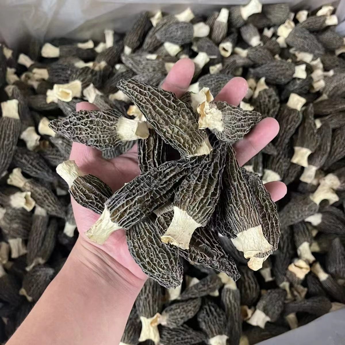 农家干羊肚菌老乡自产自销煲汤炖肉