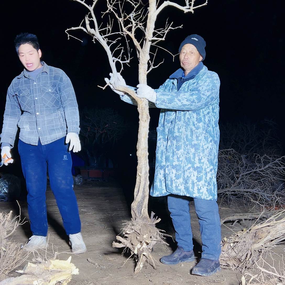 无花朵健健康康快快乐乐