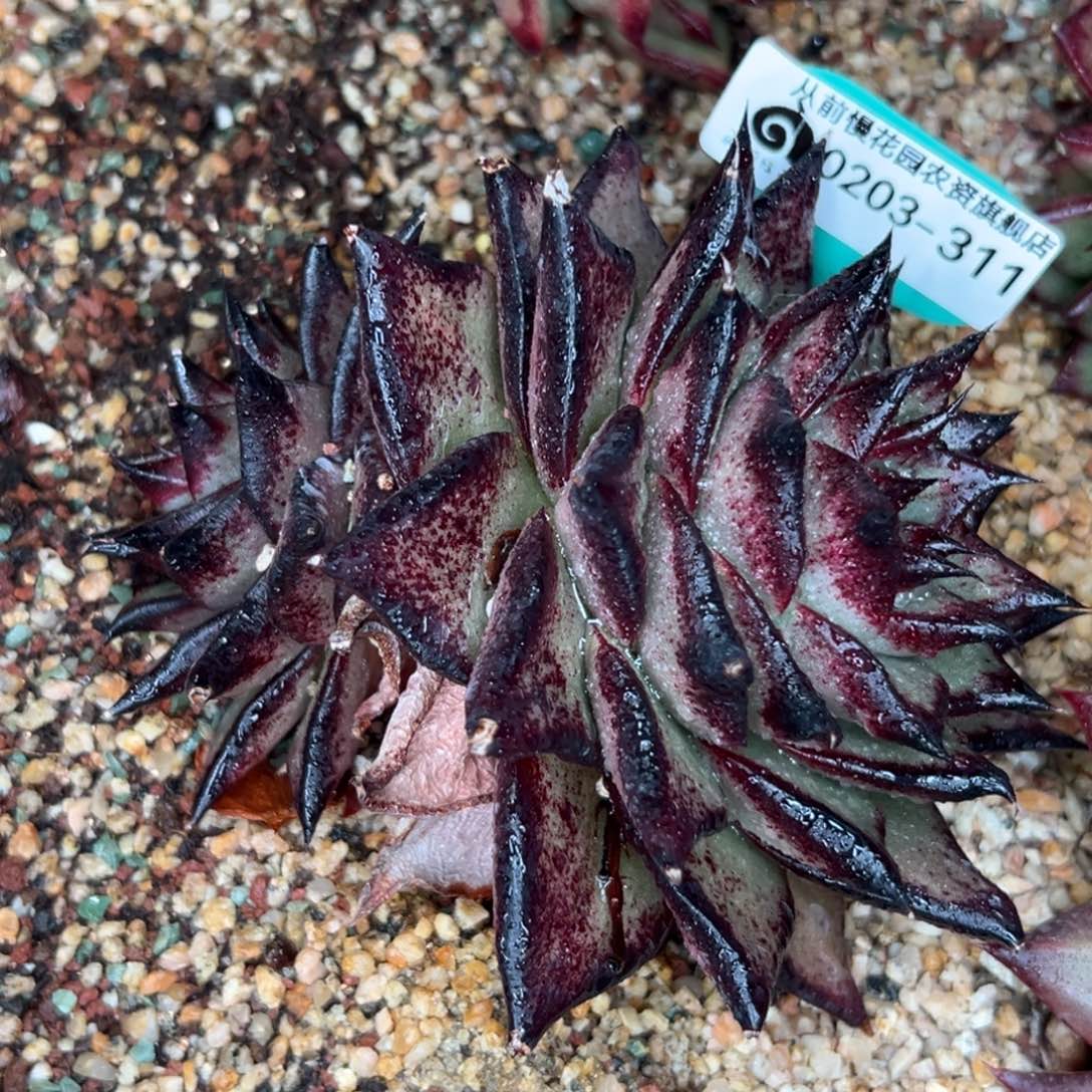 多肉一物一拍0203-311