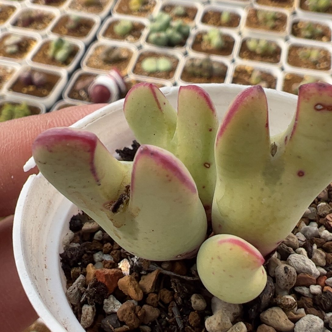 274多肉植物百科