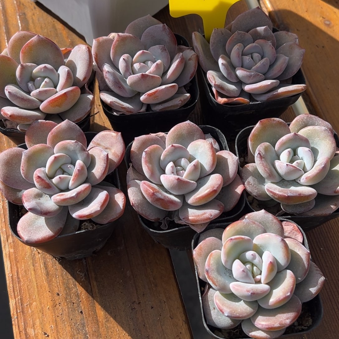 张张精品多肉甄选发