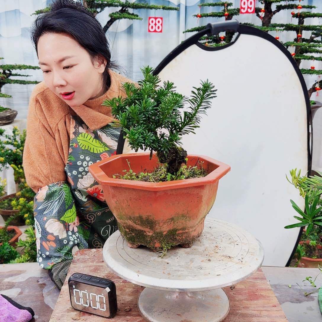 绿植罗汉松一物一拍