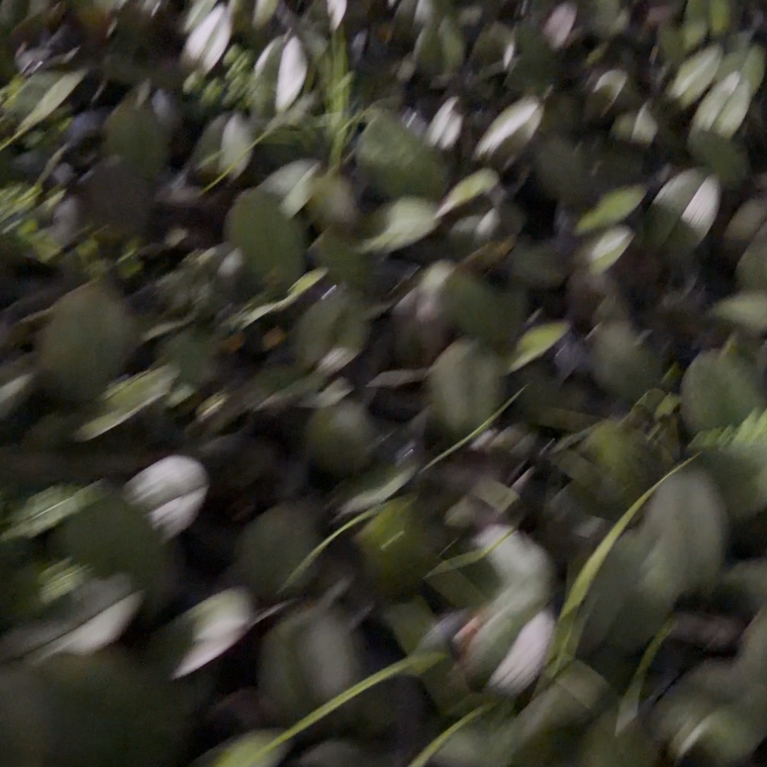 无花朵2.8寸超群冬之恋