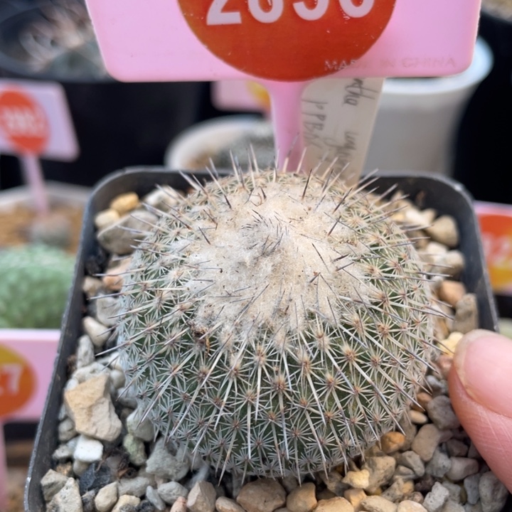 实生乌月28562856