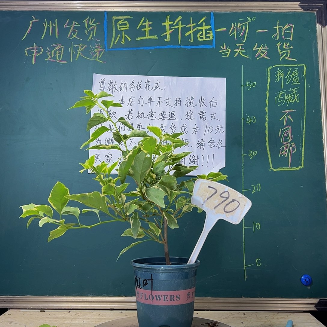 当前无花栽培后可以开花  小斑叶丽人  790