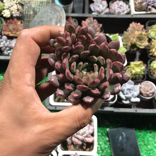 穗***安随机的小伙伴在微博发一