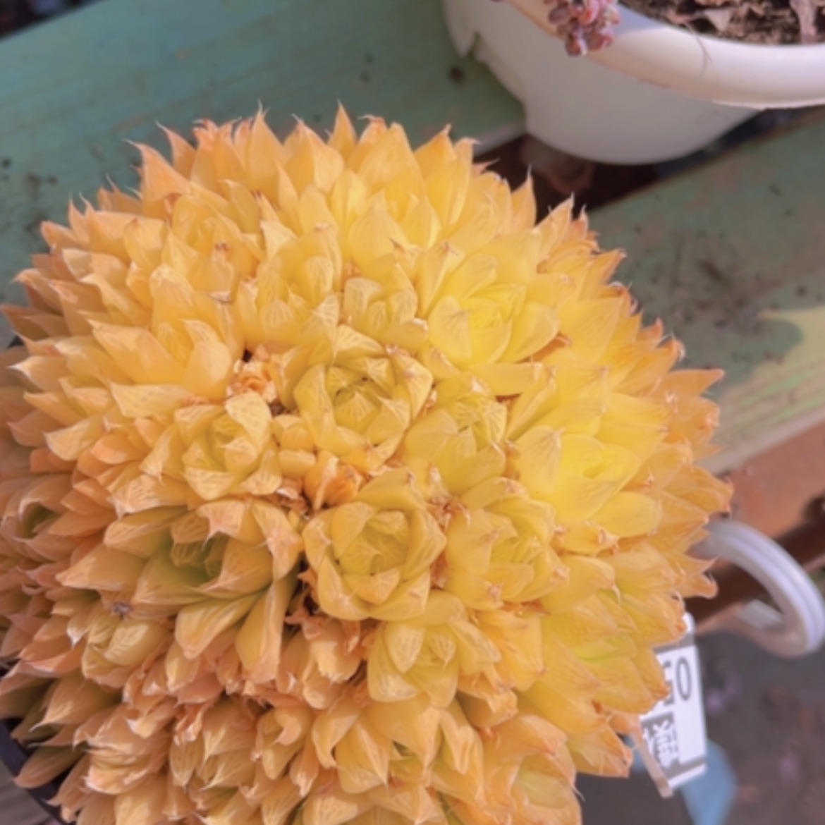 【闪购商品】玉露05179