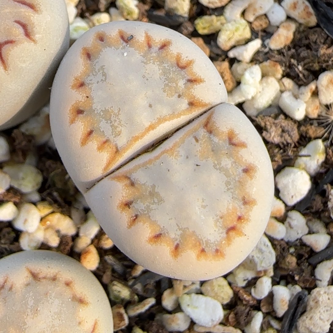 12.6.c215饼干.9029