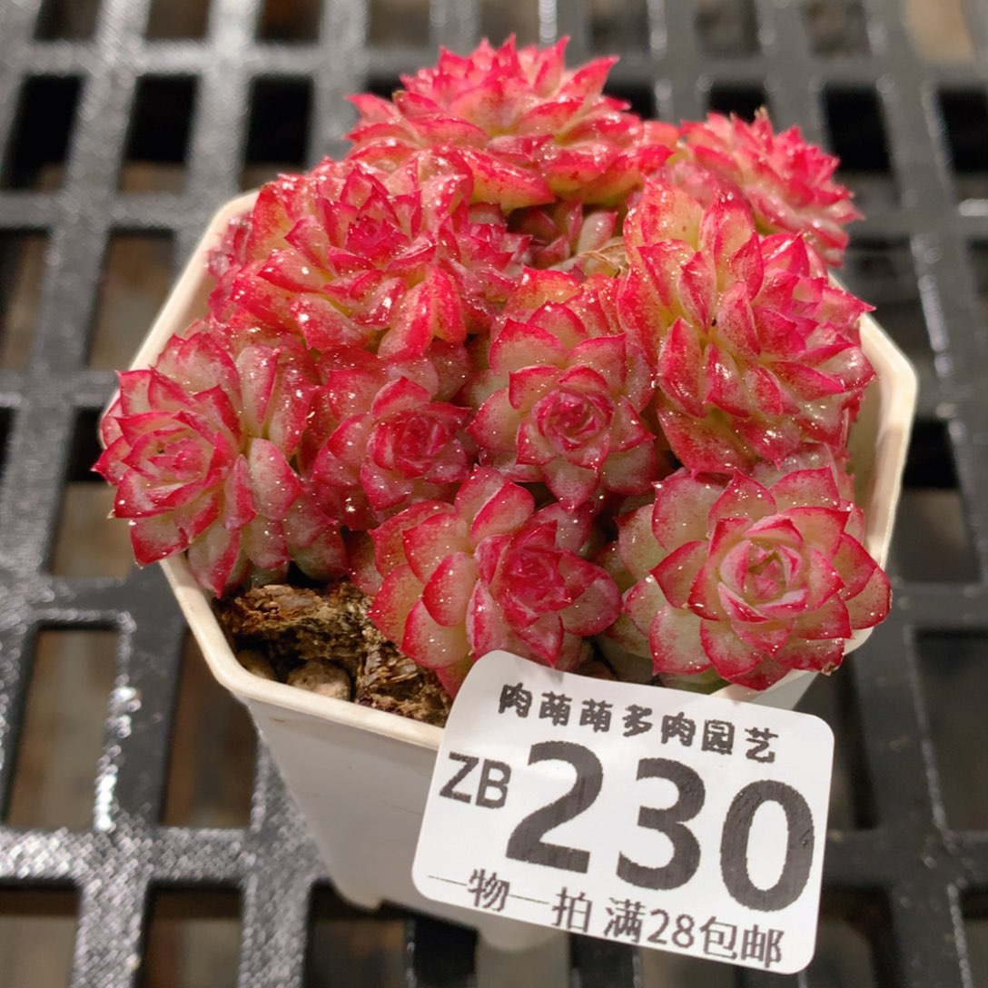 肉萌萌拇指盆精控多肉ZB230