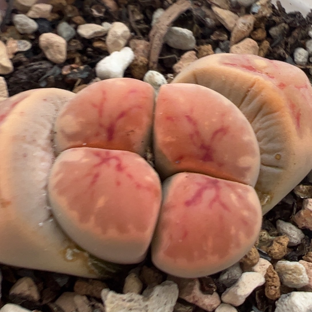 多肉植物百科254