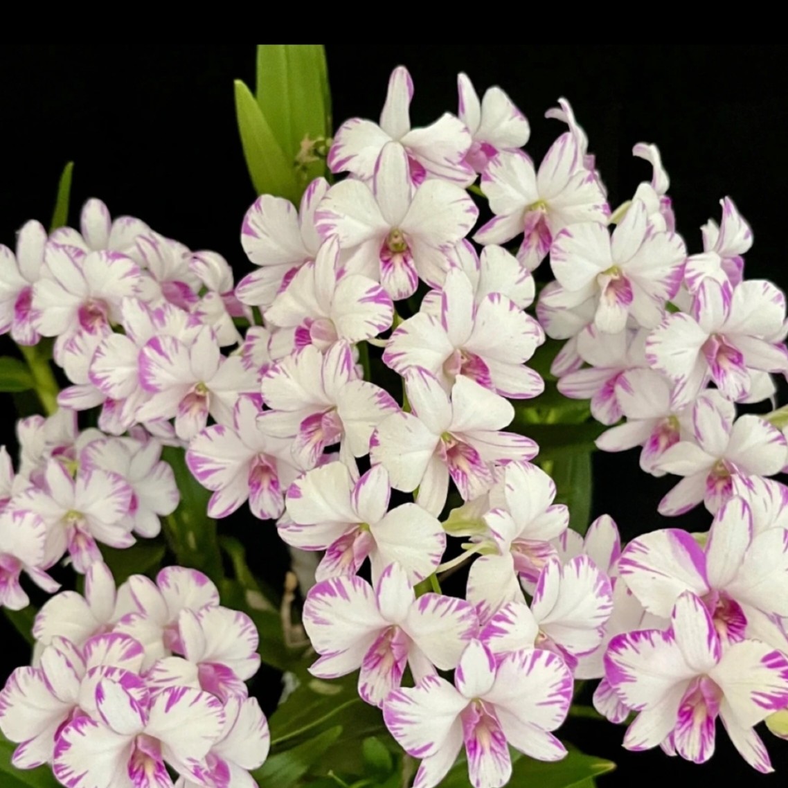 白泼墨石斛兰盆栽带花苞发货室内办公室好养花卉植物