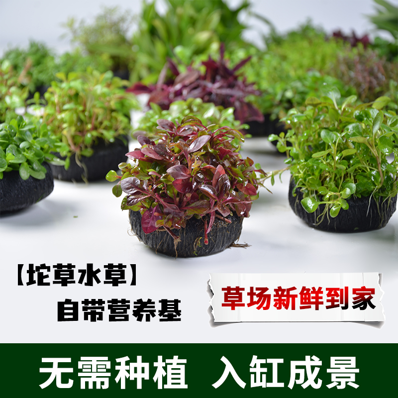 【红草坨草合集】 红玫瑰豹纹血心兰彩波新手懒人水草坨草鱼缸造景