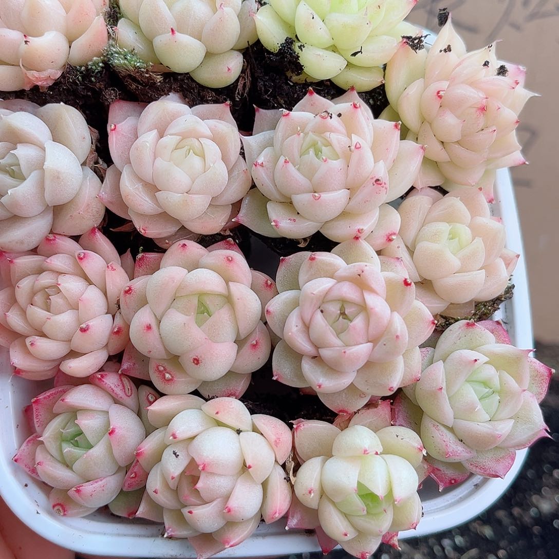 1-533 新疆西藏内蒙不发12.8包邮2-3公分多肉