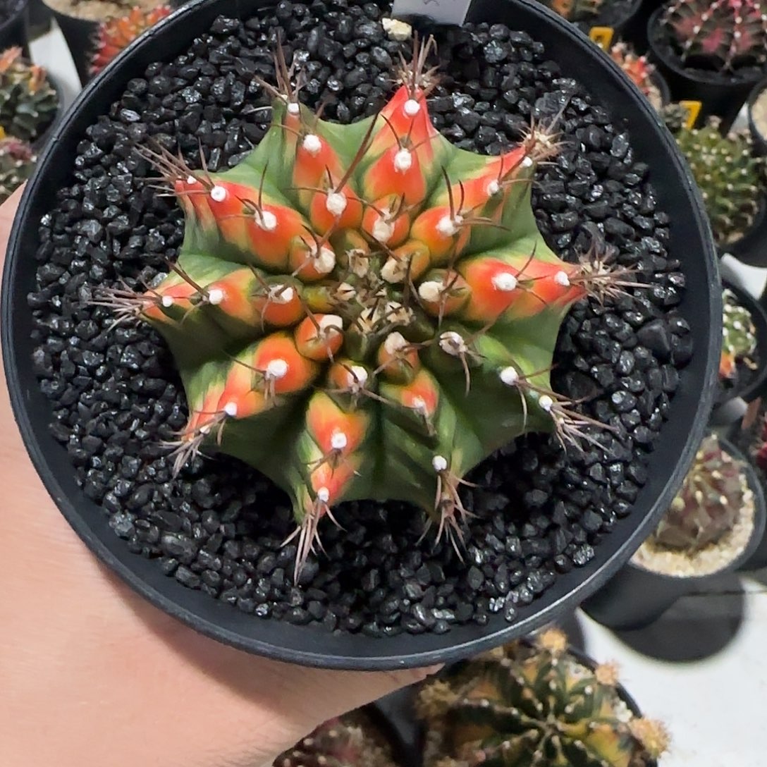 802-1224泰国米哈多肉