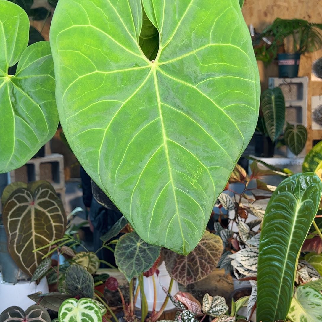 完全开放D20老桩花烛