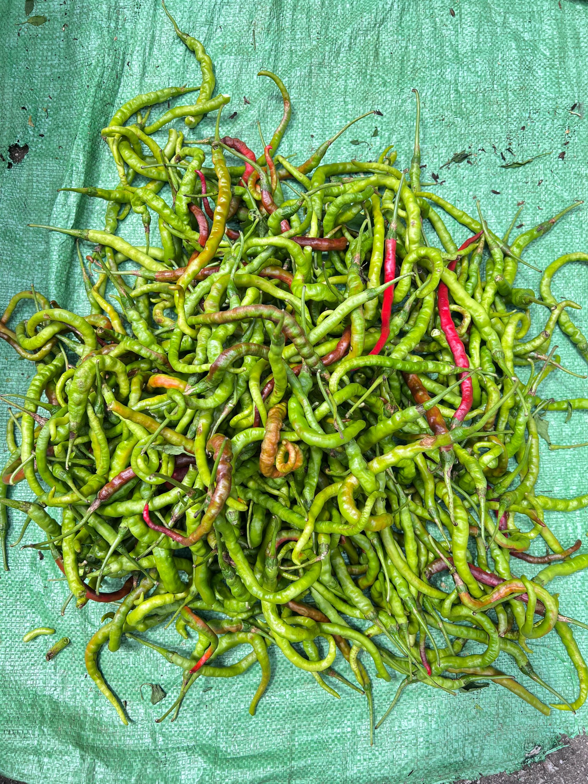 凯里苗寨农户自种螺丝辣椒炒鸡炒鸭农家小炒肉原生态