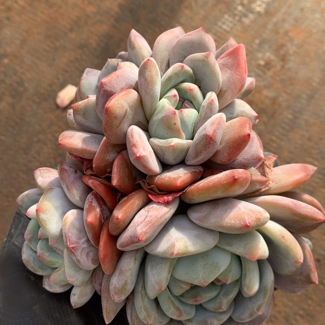 6头  627号新疆西藏内蒙古不包邮