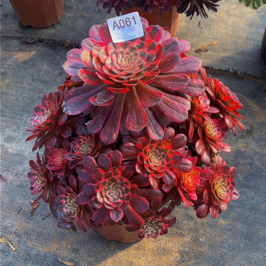 为****2061红金刚法师，多肉