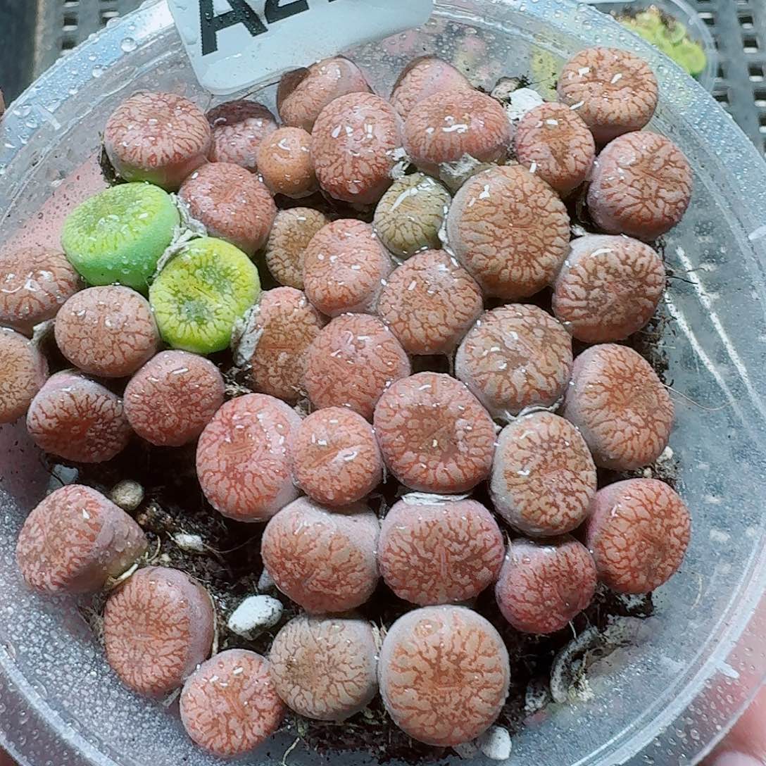 270 多植物多肉植物