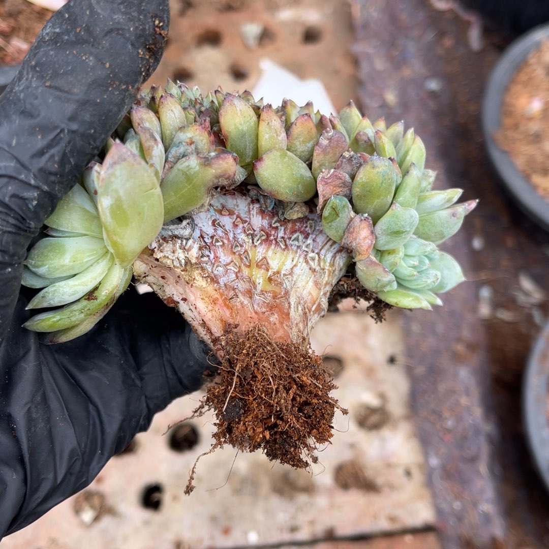 桐***@童童1111111589988888