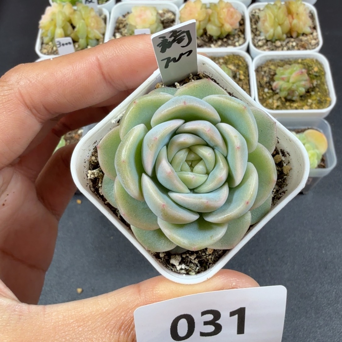 甜心谪仙一物一拍031