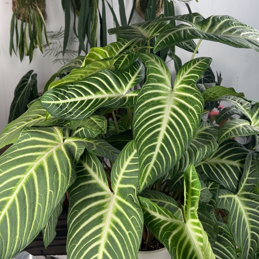 完全开放超大多头乳脉千年芋