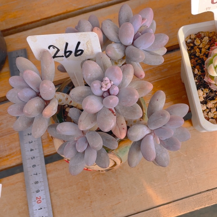 谢谢你的支持00000266