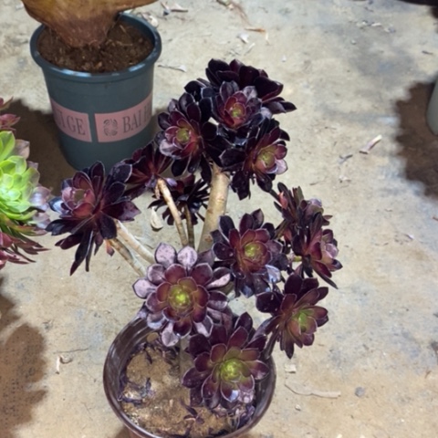 黑豆多肉植物033