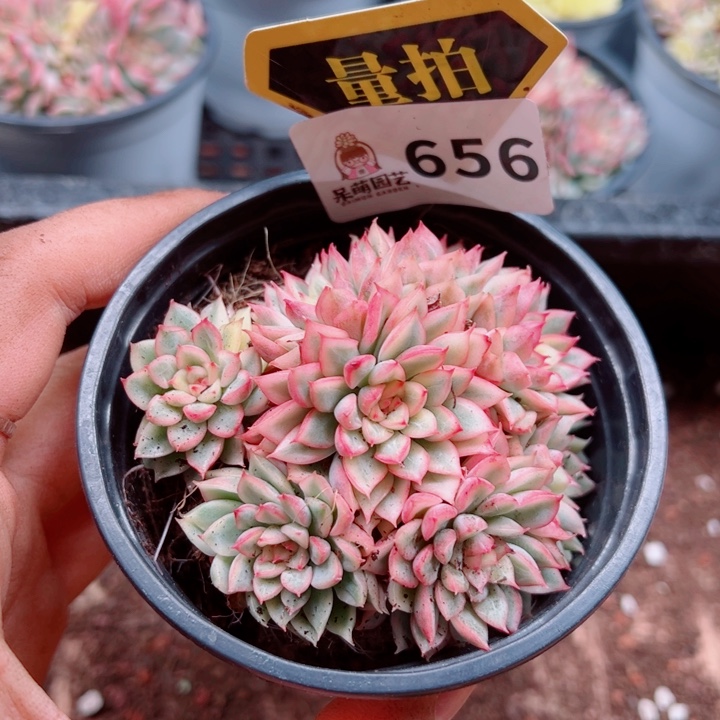 多肉植物多肉植物
