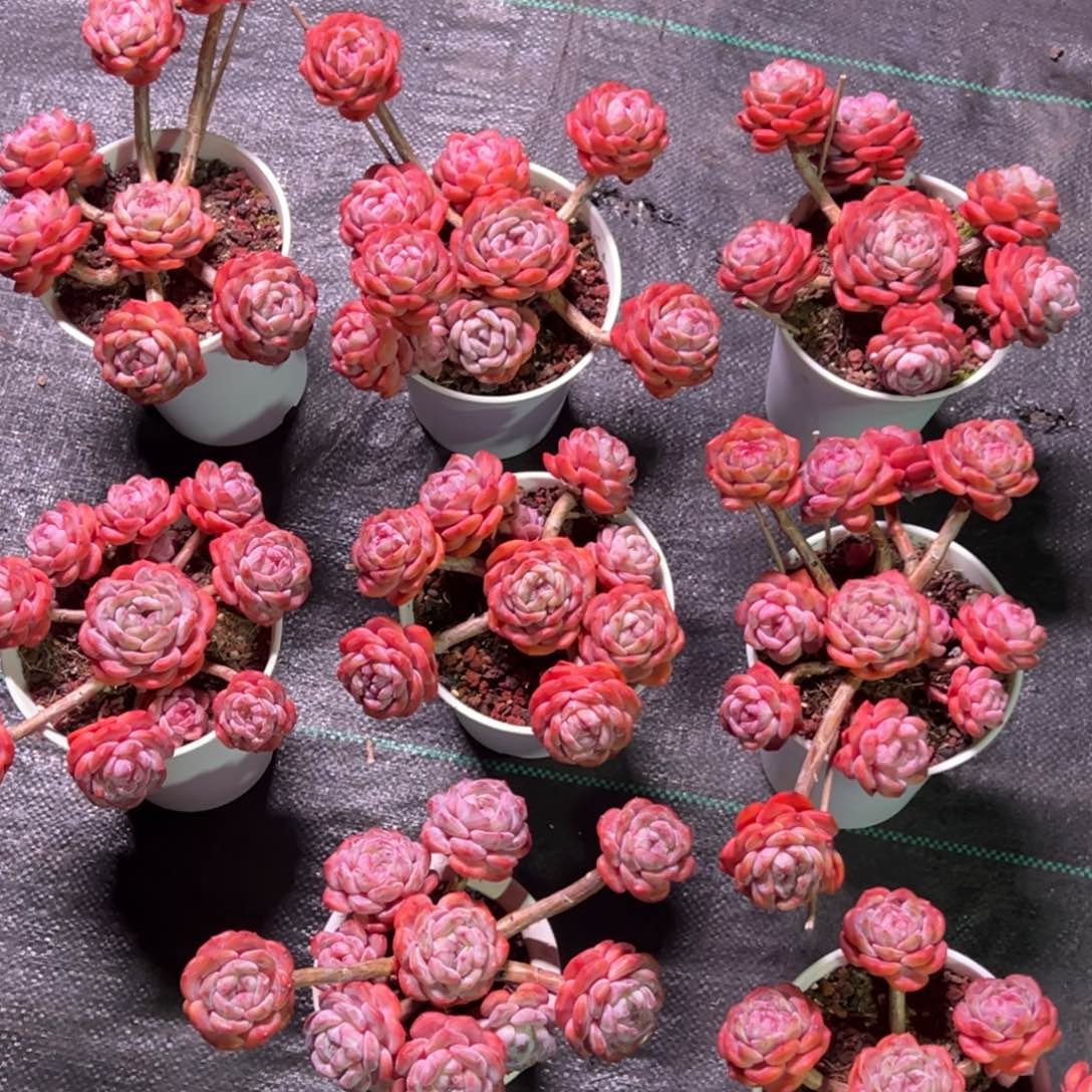 奇***源露养星影老桩精控多肉66头