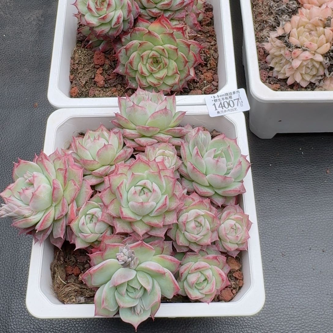 一物一拍的14007