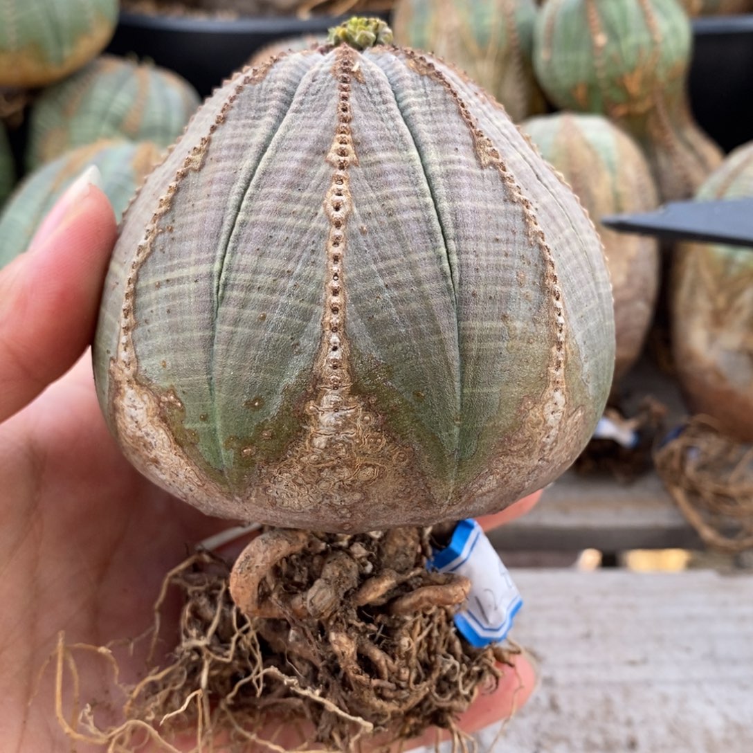 9欧系实生布纹球一物一拍