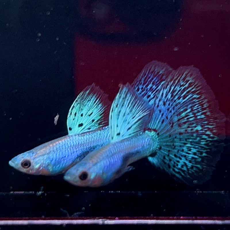 精品蓝草尾孔雀鱼小型淡水观赏鱼