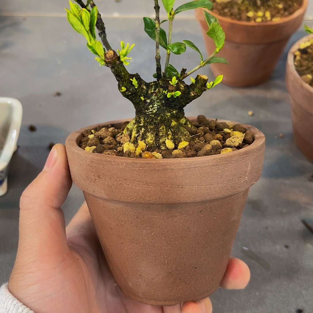 红陶S****s栀子花一物一拍