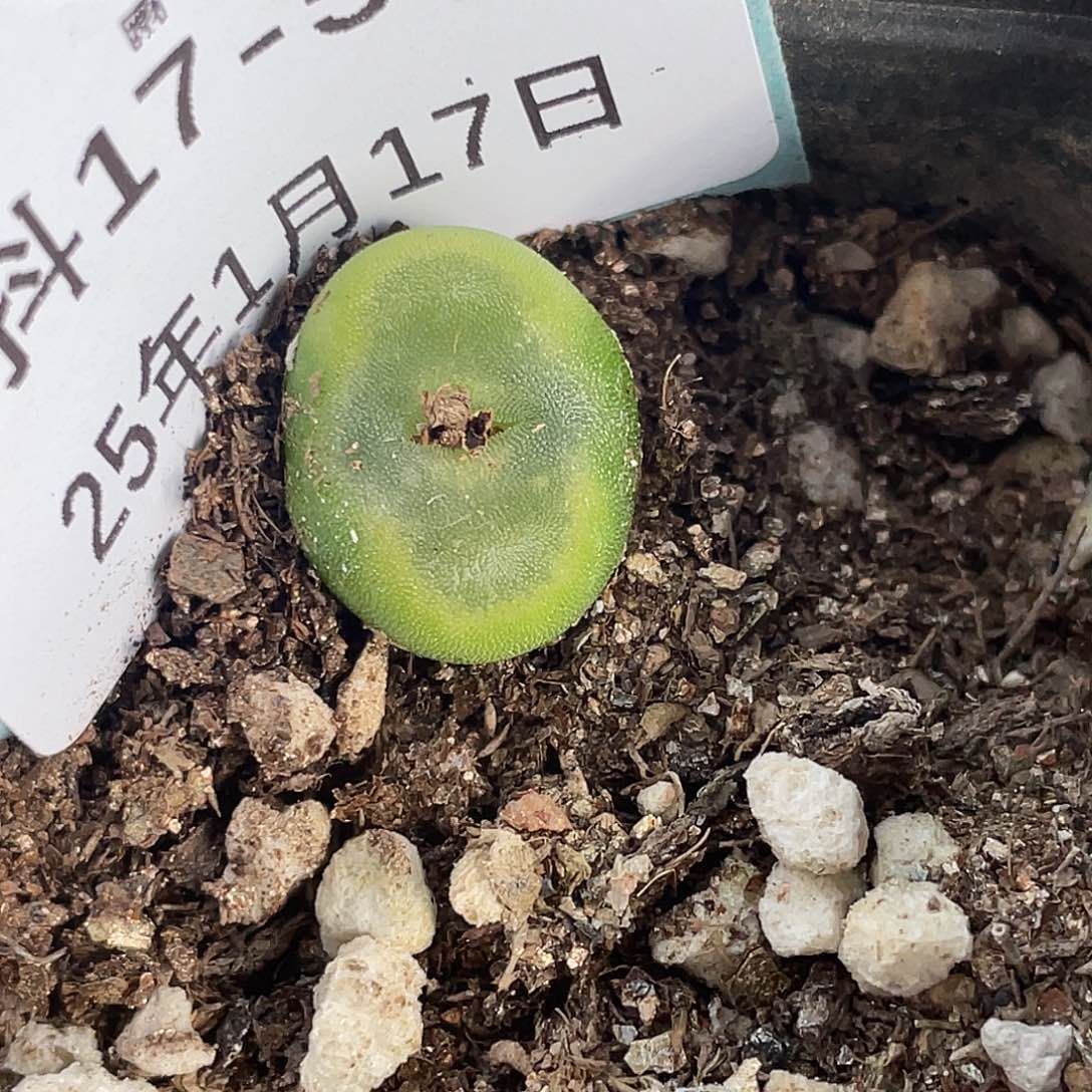 17-56水晶鞋多肉植物