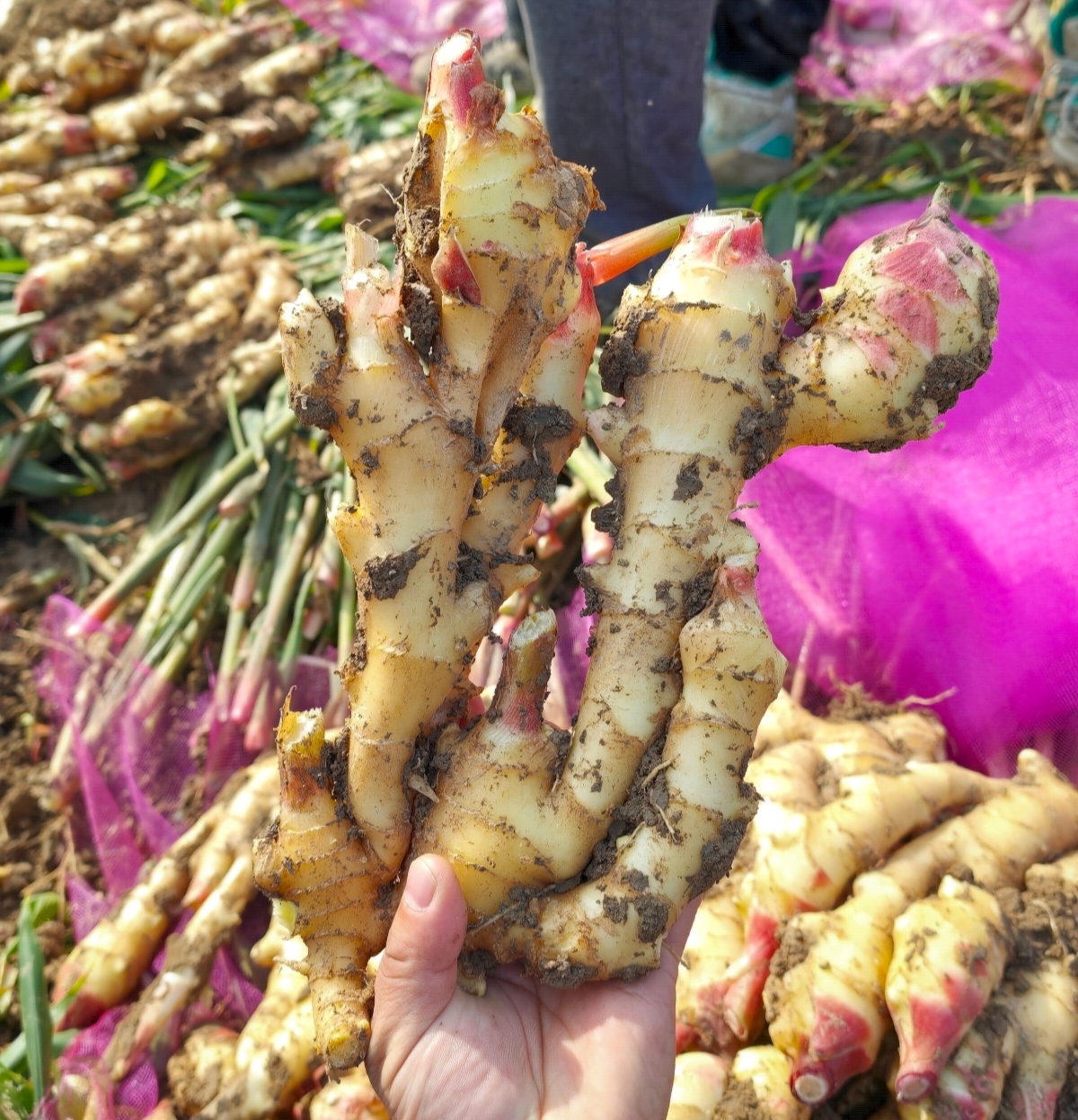 临泉特产高塘生姜