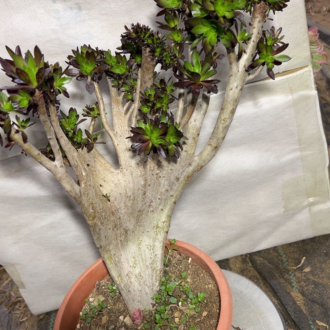 多肉301植物黑法师缀花