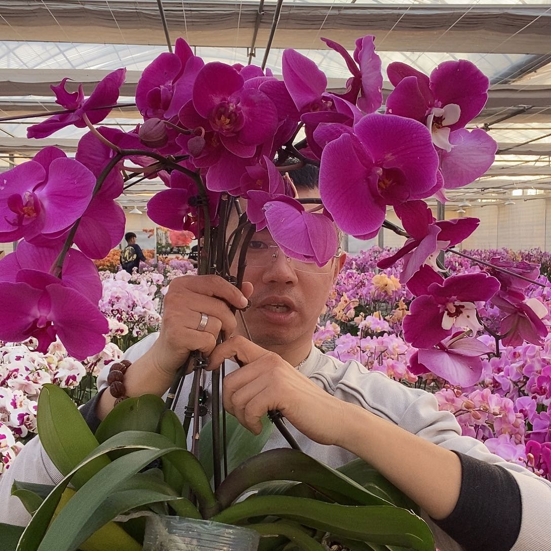 完全开放紫红大花带花花后苗1颗花剑瑕疵不售后