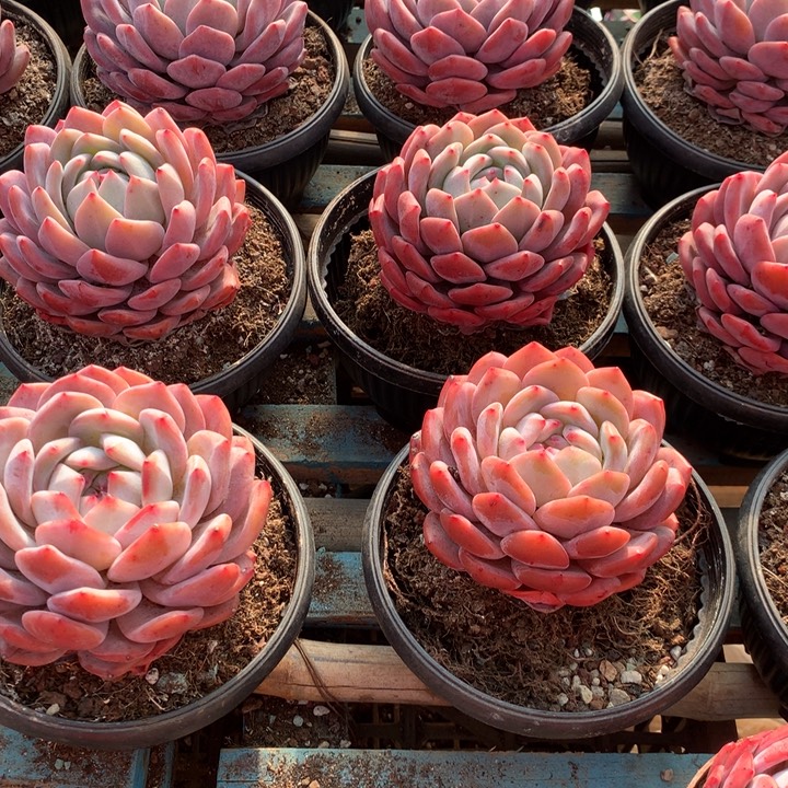 纟***每3颗13.88橙子拉萨肉友