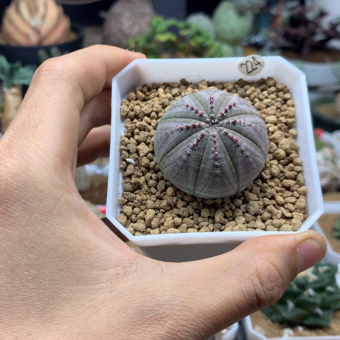 实生欧系布纹球多肉带盆224