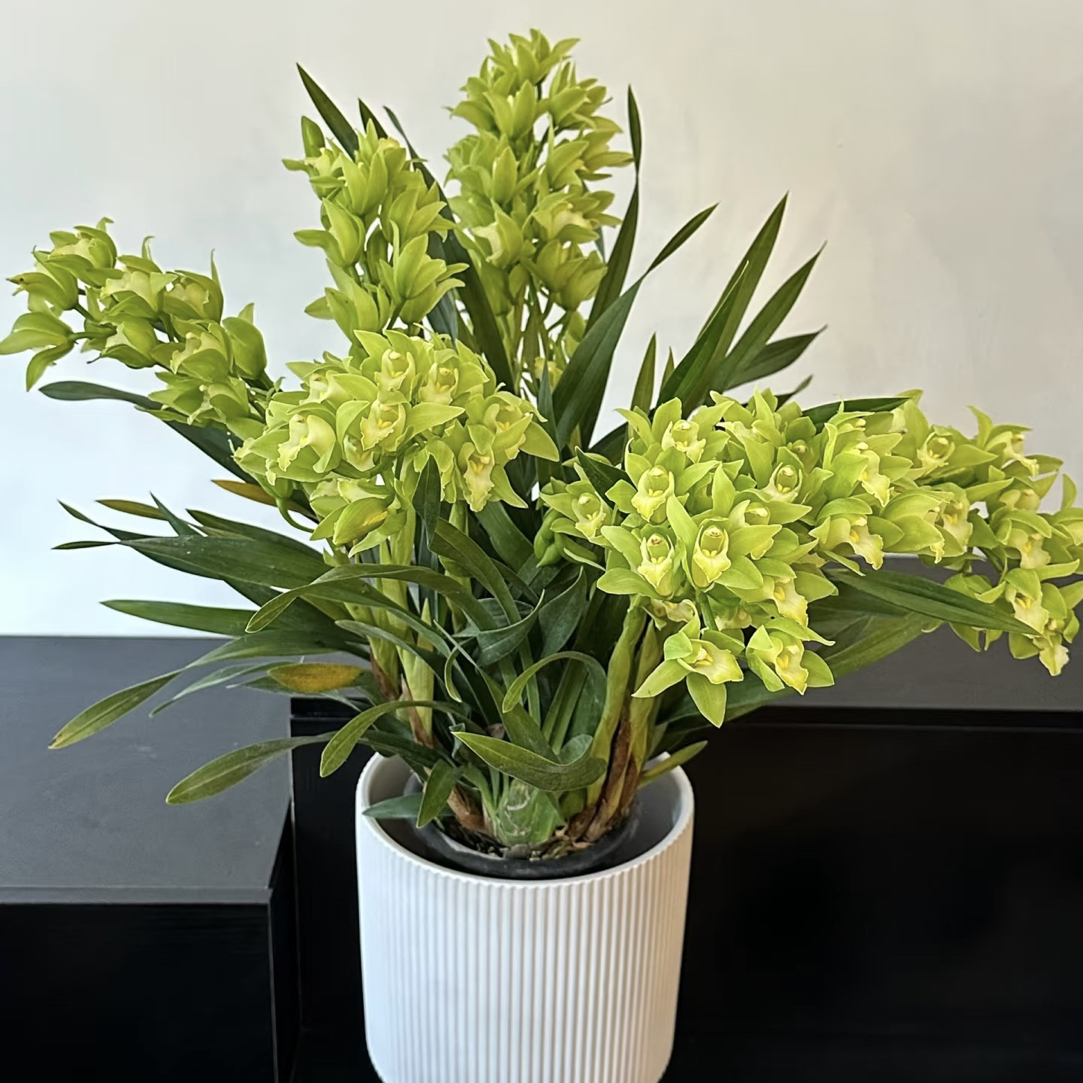 年销花【绿精灵】直兰带花苞花期长四季常青花卉盆栽