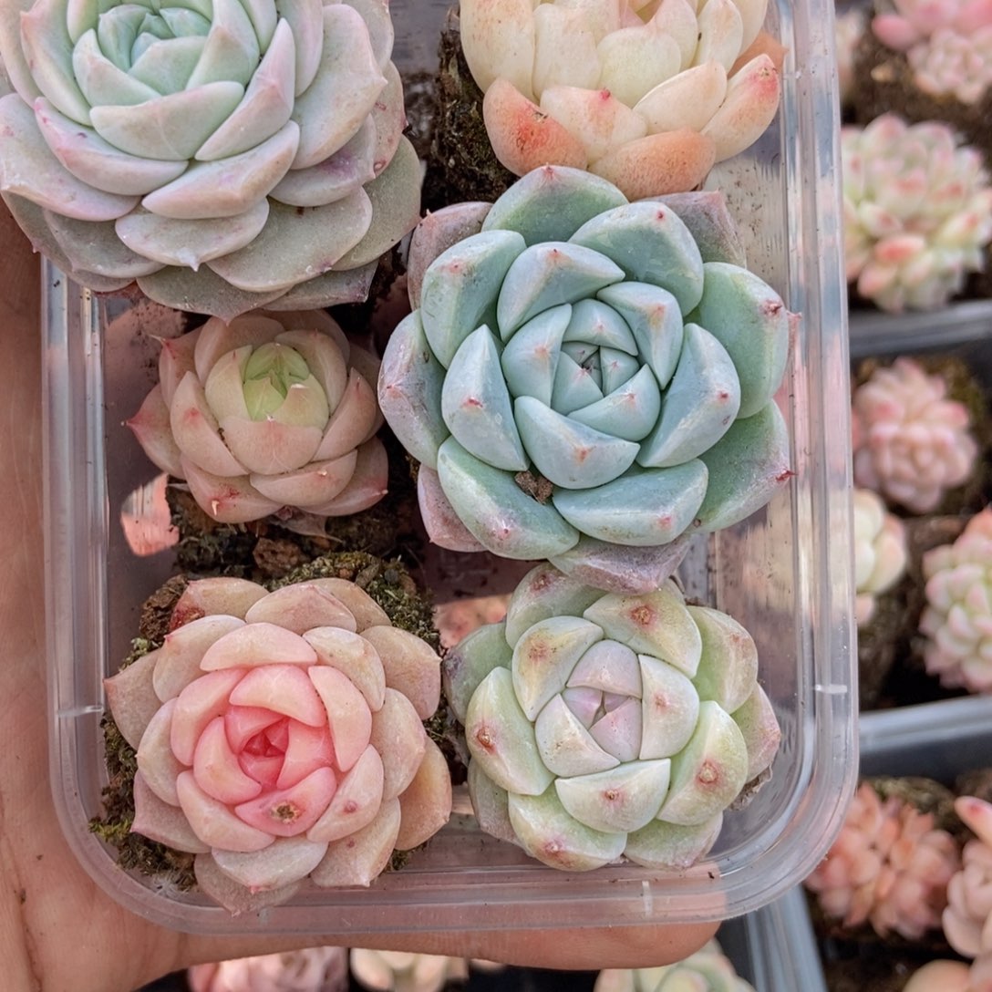 春泥家框拍链接D12c