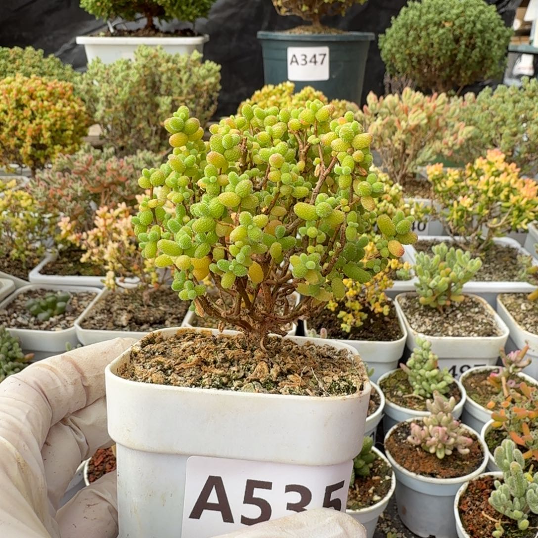 A535金桔糖球整点福利