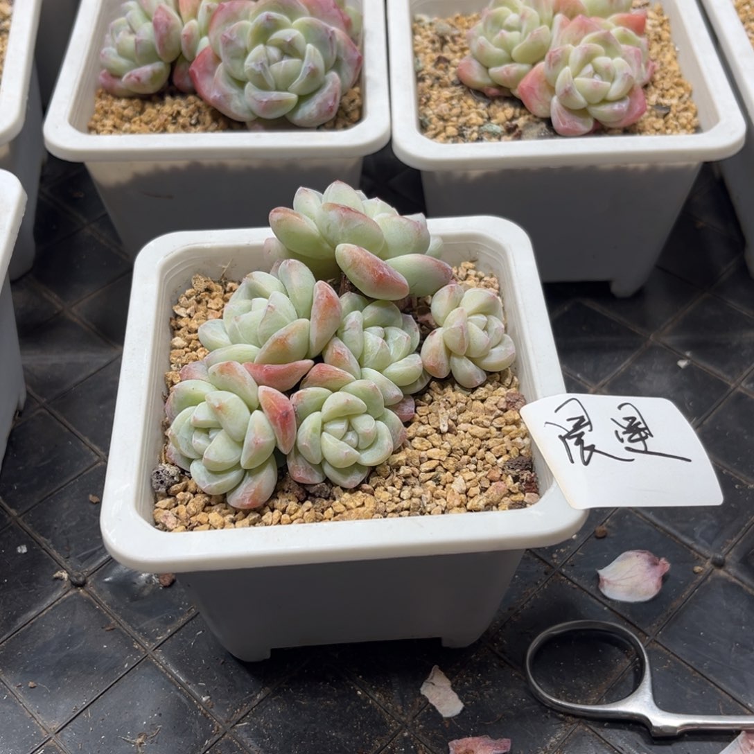 晨星专拍冰玉群生