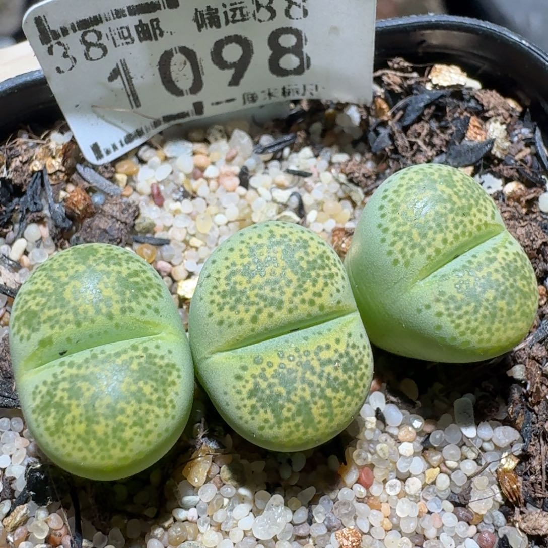 zz好看生石花便宜1098